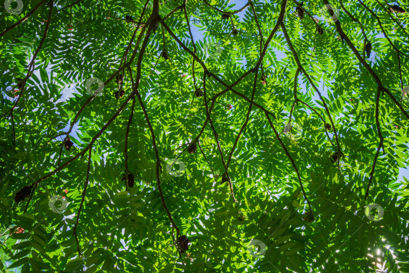 Скачать Небо сквозь зеленые резные листья на ветвях дерева Rhus typhina (сумах рогатый, Anacardiaceae). Ярко-зеленые листья на гибких ветвях сумаха в ландшафтном саду. Спокойствие и релаксация. фотосток Ozero