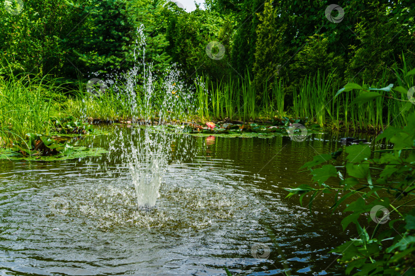 Скачать Каскадный фонтан на изумрудной поверхности пруда в старом тенистом саду. Вдоль скалистых берегов пруда растут водные растения. На поверхности - цветы и листья кувшинок. Свежесть и прохлада в солнечный день. фотосток Ozero