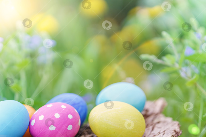 Скачать Прекрасные разноцветные пасхальные яйца в солнечном свете на весенней траве фотосток Ozero