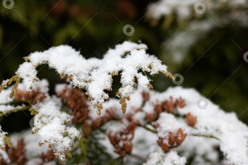 Скачать Еловые ветки под снегом крупным планом фотосток Ozero