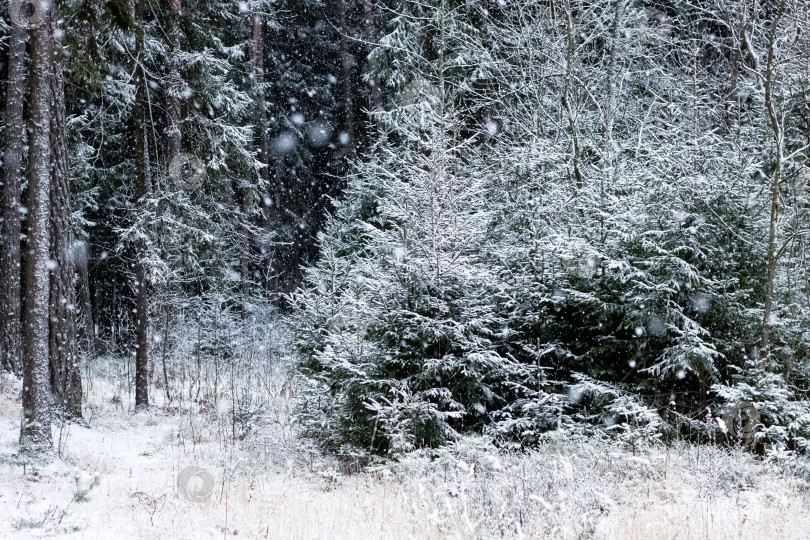 Скачать Заснеженные деревья в зимнем лесу крупным планом фотосток Ozero