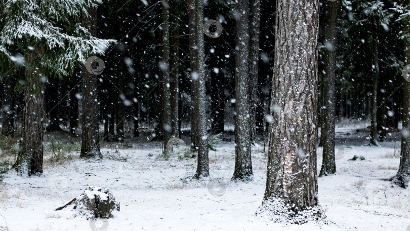 Скачать Заснеженные деревья в зимнем лесу крупным планом фотосток Ozero