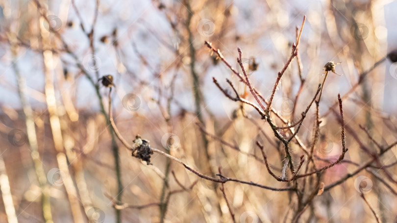 Скачать Сухие ветки шиповника осенью крупным планом фотосток Ozero