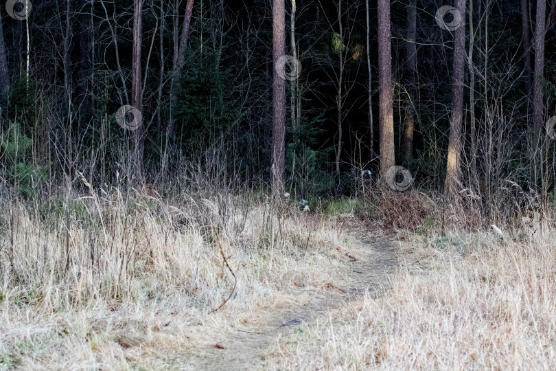Скачать Тропинка в густом темном осеннем лесу фотосток Ozero