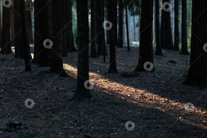 Скачать Луч солнца в темном густом лесу фотосток Ozero