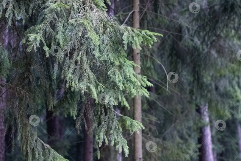 Скачать Ветви ели внизу, в лесу, крупным планом фотосток Ozero