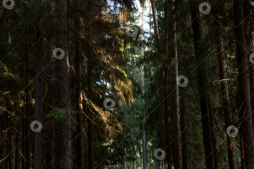 Скачать Зеленые деревья в осеннем лесу крупным планом фотосток Ozero