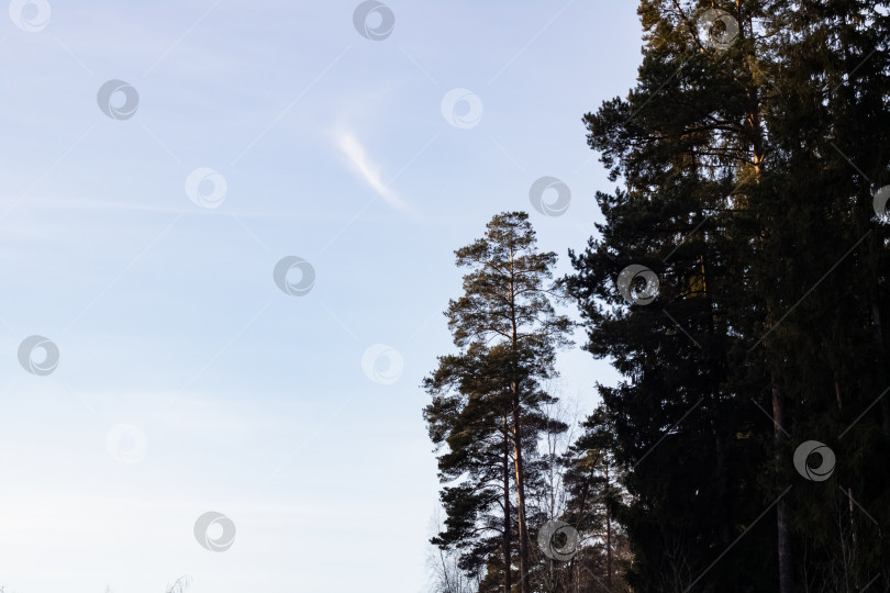 Скачать Вершины деревьев в зимнем лесу на фоне неба фотосток Ozero