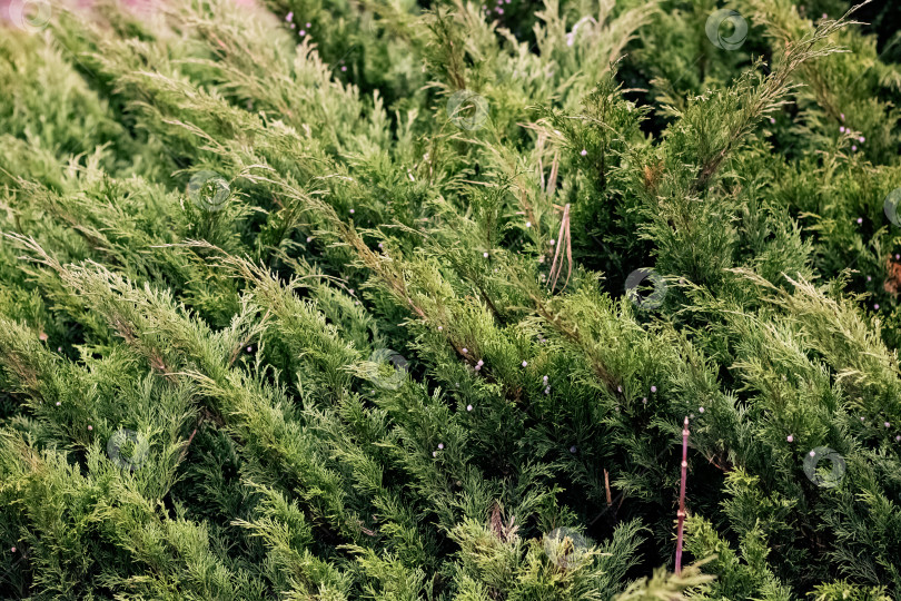 Скачать Зеленые ветви хвойного кустарника в осеннем парке фотосток Ozero