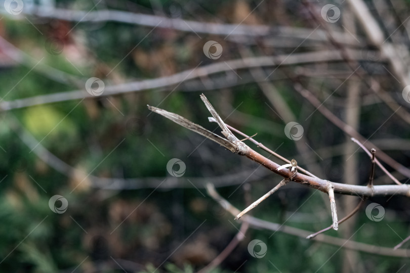 Скачать Сухие ветки деревьев в осеннем парке фотосток Ozero