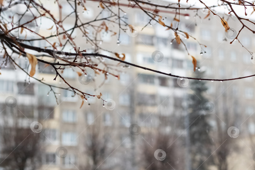 Скачать Капли дождя на ветвях с желтыми листьями крупным планом фотосток Ozero