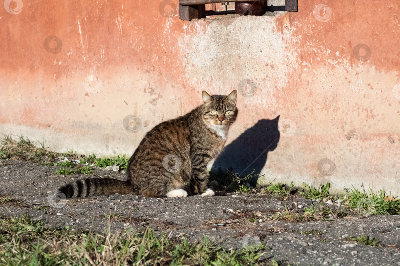 Скачать Серая кошка перед зданием в городе фотосток Ozero