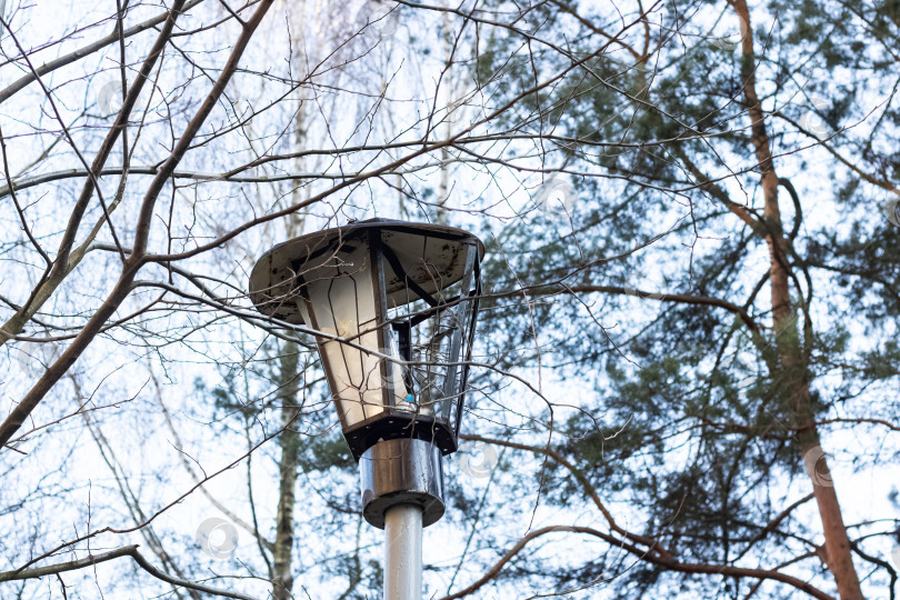Скачать Старый разбитый фонарь среди ветвей дерева крупным планом фотосток Ozero