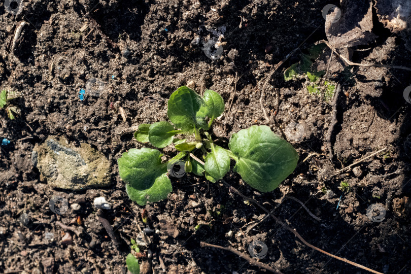 Скачать Зеленый росток на черной земле крупным планом фотосток Ozero