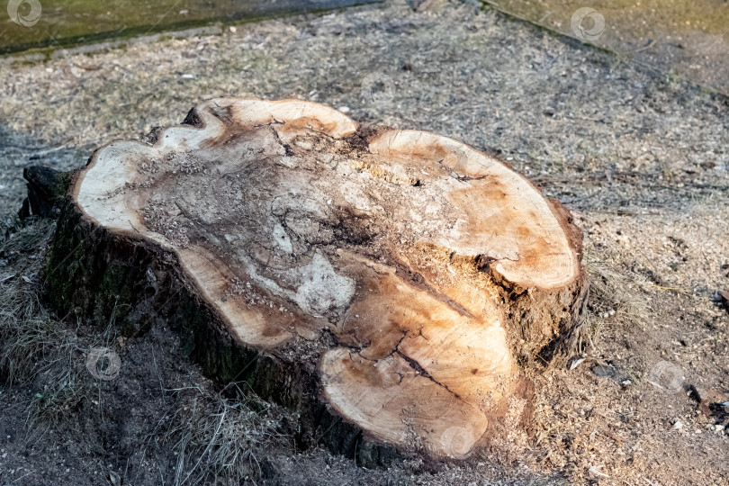 Скачать Большой пень старого дерева крупным планом фотосток Ozero