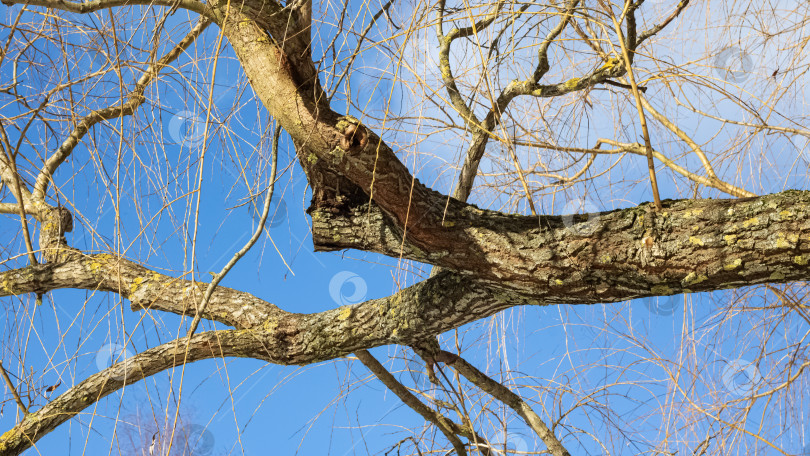 Скачать Голые ветви деревьев на фоне пасмурного неба фотосток Ozero