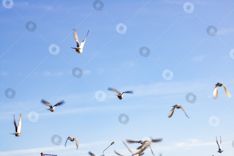Скачать Стая голубей взлетает в голубое небо фотосток Ozero