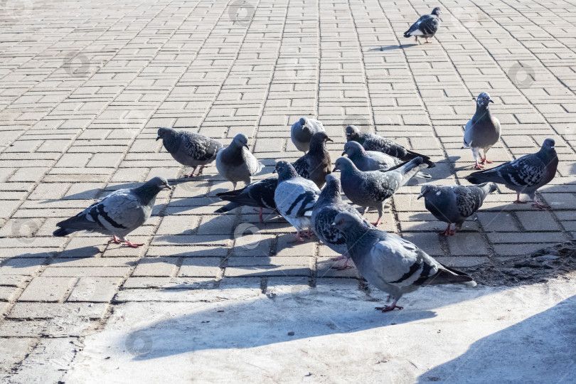 Скачать Толпа голубей на тротуаре крупным планом фотосток Ozero