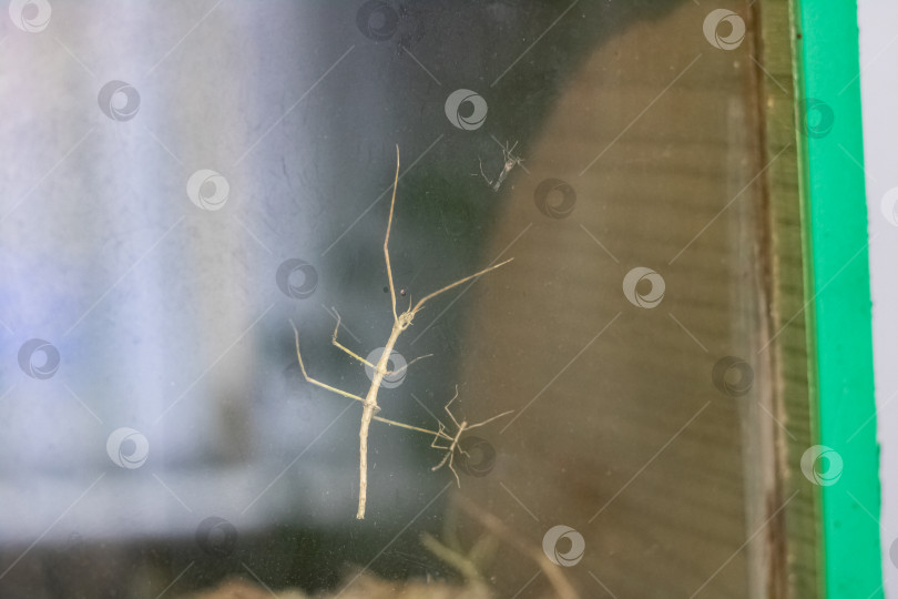 Скачать Насекомое Phasmatidae, сидящее на стекле терариума фотосток Ozero