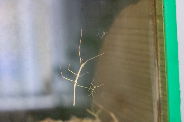 [object Object] undefined