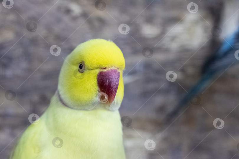 Скачать Желтый попугай в клетке крупным планом фотосток Ozero