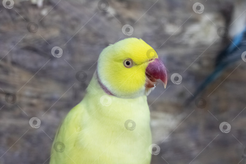 Скачать Желтый попугай в клетке крупным планом фотосток Ozero