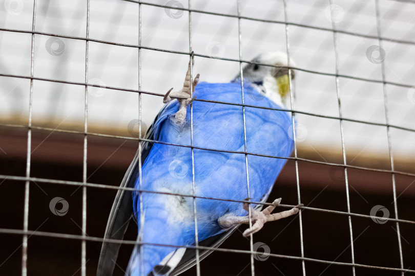 Скачать Синяя птица на решетке клетки крупным планом фотосток Ozero