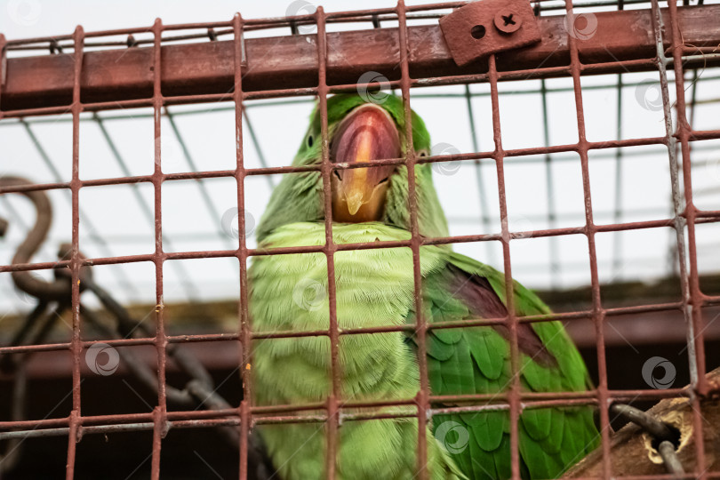 Скачать Зеленый попугай на решетке клетки крупным планом фотосток Ozero
