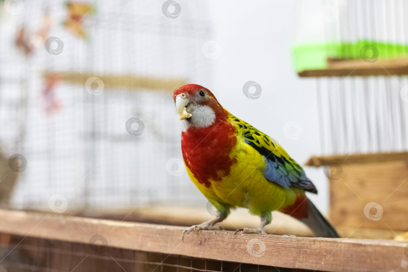 Скачать Разноцветная птица сидит на ветке в клетке фотосток Ozero