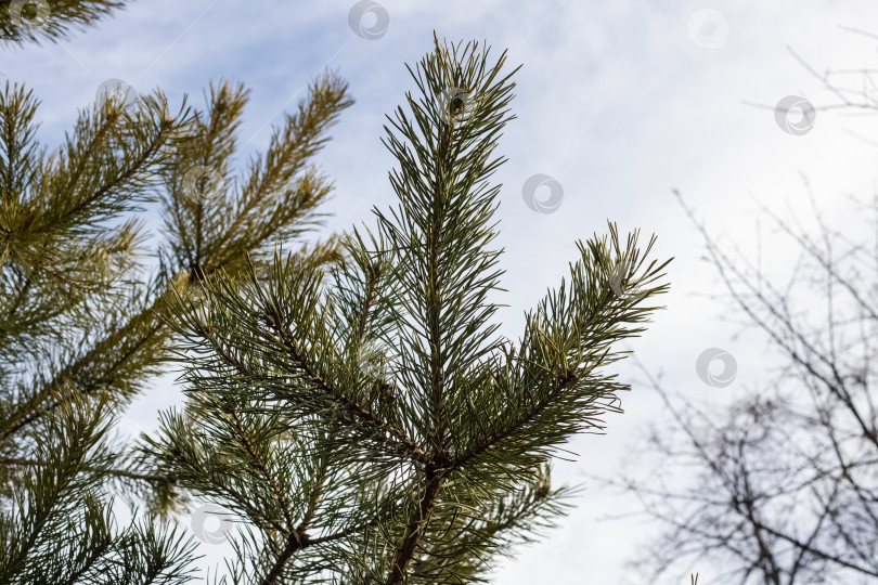 Скачать Ветви ели на фоне голубого неба фотосток Ozero