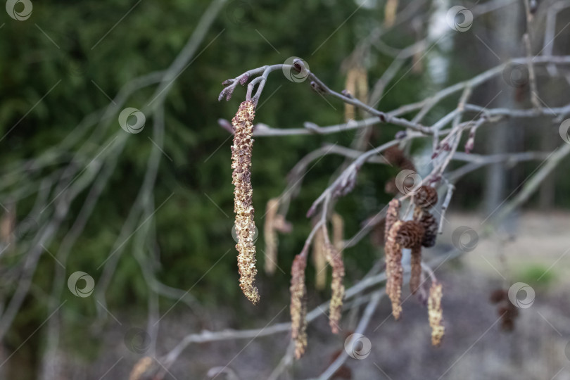 Скачать Длинные пушистые сережки на ветке осенью фотосток Ozero