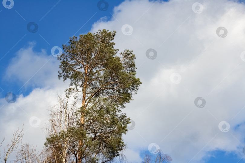 Скачать Высокая сосна на фоне неба и облаков фотосток Ozero