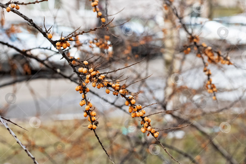 Скачать Оранжевые осенние ягоды на голых ветвях кустарника фотосток Ozero