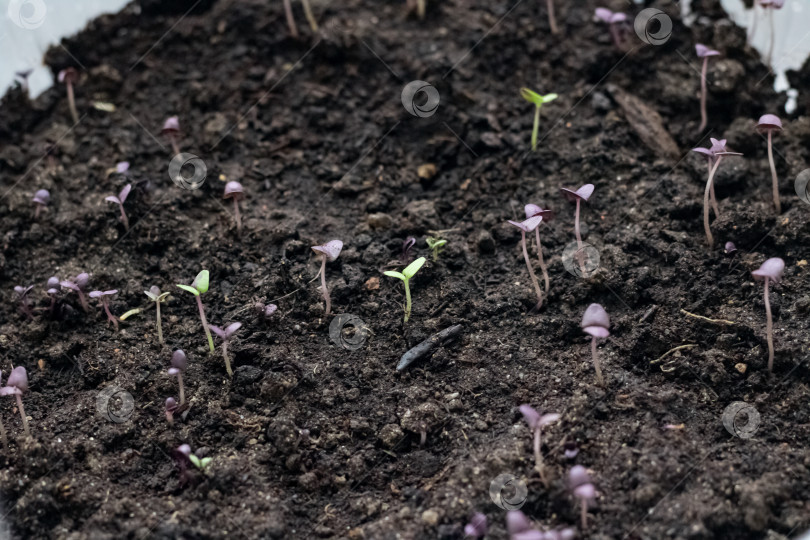 Скачать Маленькие зеленые ростки растения в земле фотосток Ozero