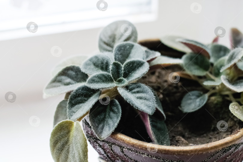 Скачать Домашнее растение с зелеными листьями на подоконнике фотосток Ozero