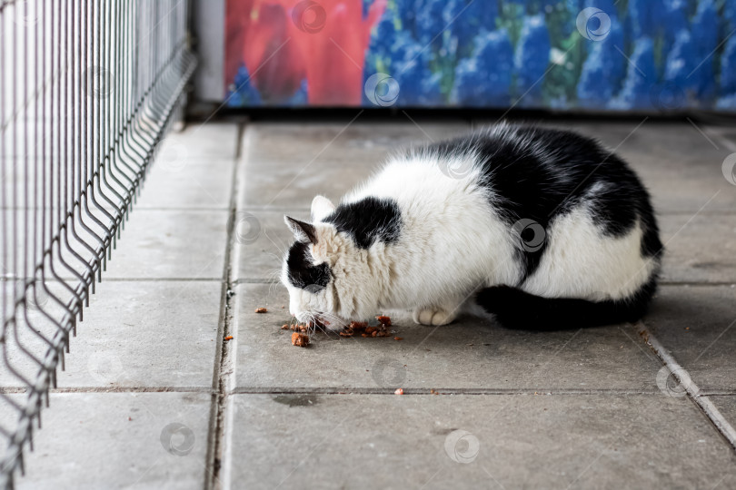 Скачать Черно-белый бездомный кот ест еду на тротуаре фотосток Ozero