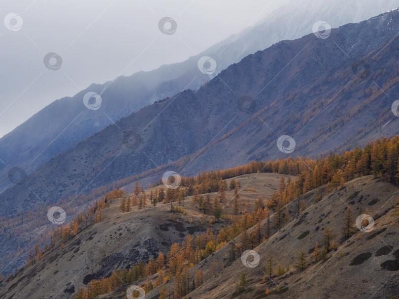 Скачать Таинственный пейзаж с красочным осенним лесом в низких облаках. фотосток Ozero