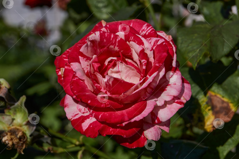 Скачать В саду загородного дома расцвели розы. фотосток Ozero