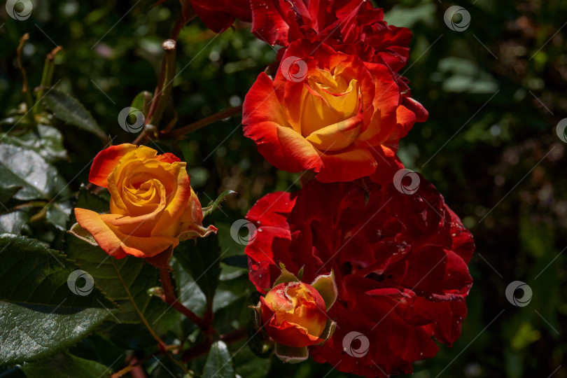 Скачать В саду загородного дома расцвели розы. фотосток Ozero