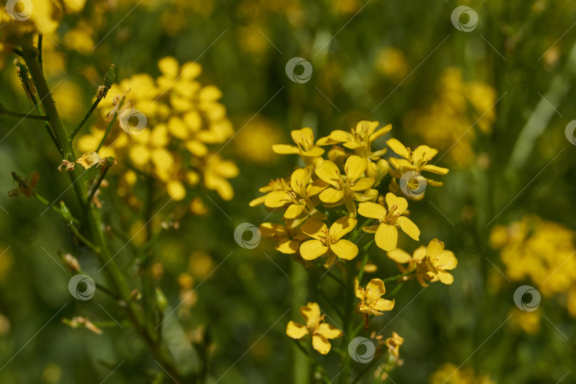 Скачать Первый день лета. Барбарея обыкновенная (лат. Barbarea vulgaris) на лугу. фотосток Ozero