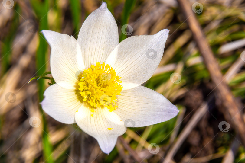 Скачать Pulsatilla pratensis цветет ранней весной на солнечных местах крупными белыми цветами с желтой серединкой фотосток Ozero