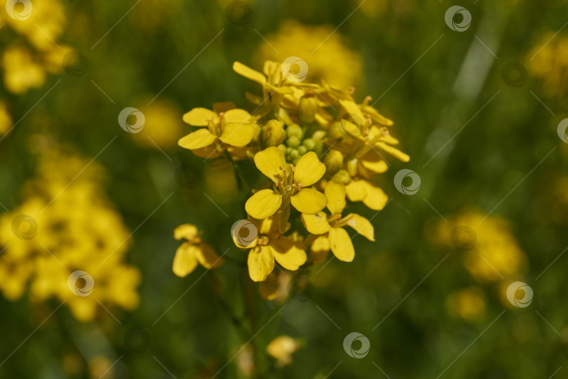 Скачать Первый день лета. Барбарея обыкновенная (лат. Barbarea vulgaris) на лугу. фотосток Ozero