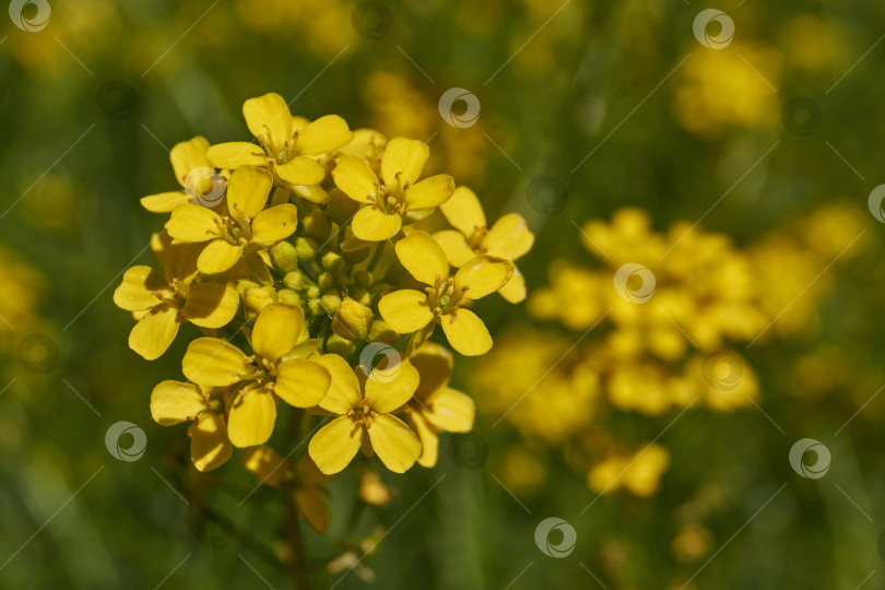 Скачать Первый день лета. Барбарея обыкновенная (лат. Barbarea vulgaris) на лугу. фотосток Ozero