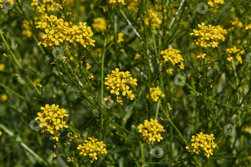 Скачать Первый день лета. Барбарея обыкновенная (лат. Barbarea vulgaris) на лугу. фотосток Ozero