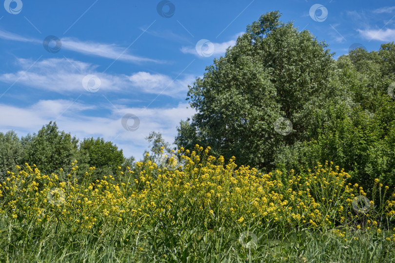 Скачать Первый день лета. Барбарея обыкновенная (лат. Barbarea vulgaris) на лугу. фотосток Ozero