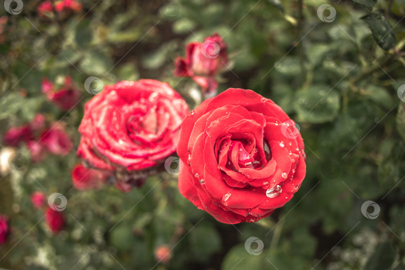 Скачать В саду цветут розовые розы фотосток Ozero