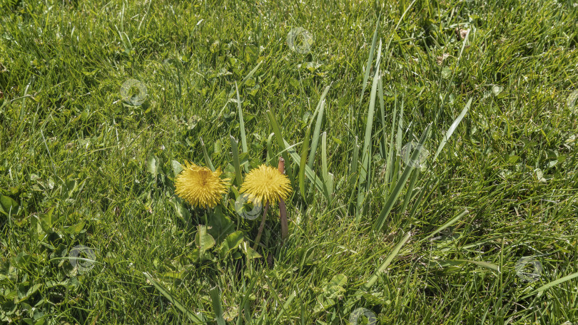 Скачать На лугу цветут два желтых одуванчика. фотосток Ozero