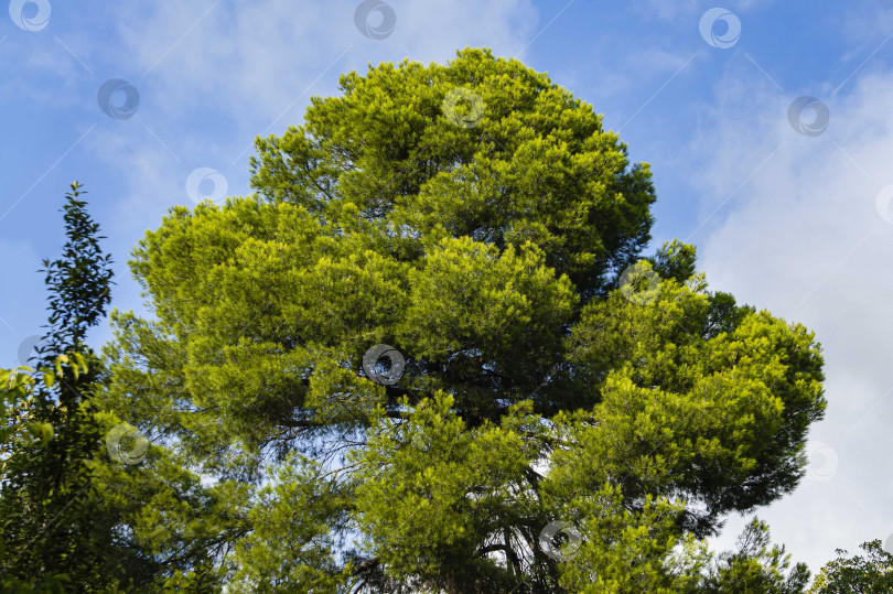 Скачать Кедровая сосна (Pinus pinea), итальянская кедровая сосна, зонтичная сосна и сосна зонтичная в Массандровском парке в Крыму. Крона кедровой сосны на фоне голубого неба. Закат. фотосток Ozero