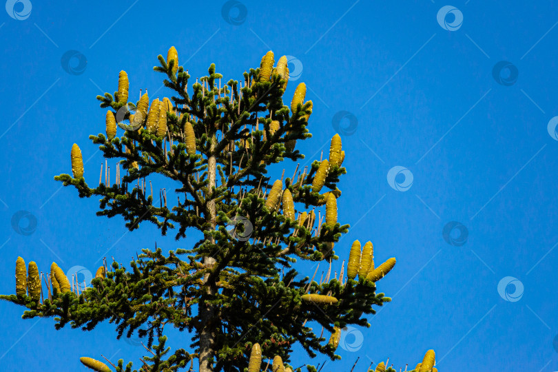 Скачать Нумидийская ель (Abies numidica) или алжирская ель в Массандровском парке в Крыму на фоне голубого неба.  Крупный план вертикальных коричневых шишек на вершине ели. Концепция природы для дизайна. фотосток Ozero