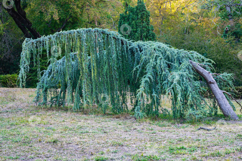 Скачать Величественный плакучий голубой атласский кедр (Cedrus atlantica Glauca Pendula) в старом Массандровском парке, Крым. Крупным планом свисающие ветви на фоне вечнозеленых деревьев. фотосток Ozero